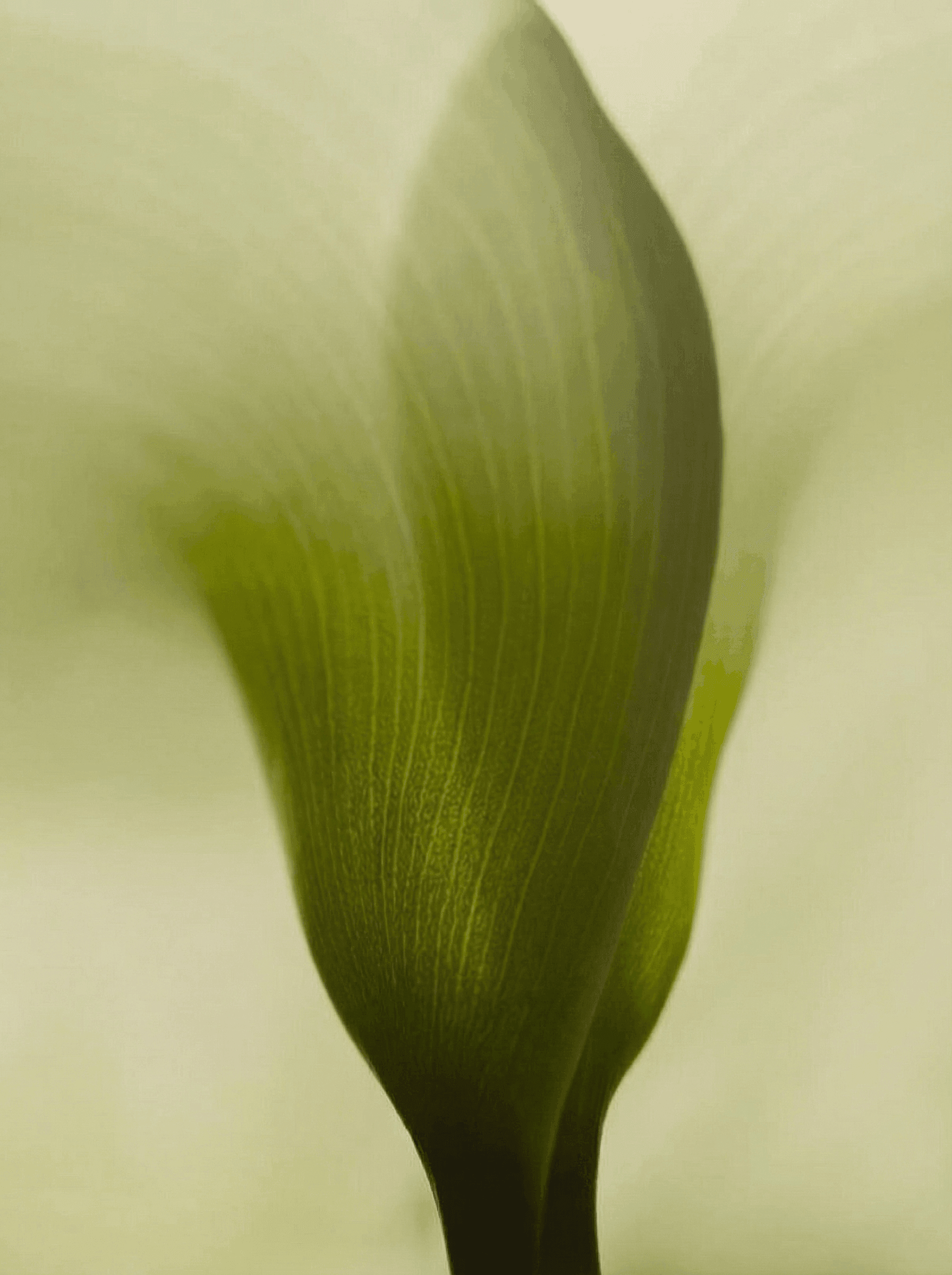 Biological signal — cellular detail